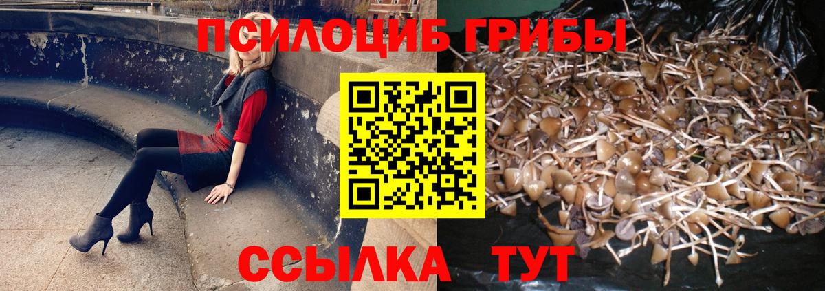 Галлюциногенные грибы Psilocybe Тимашёвск